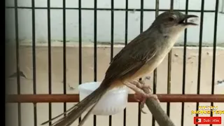 ciblek gunung gacor ngebren untuk masteran 