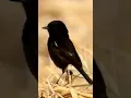Download Lagu #beautiful   #birdsofprey #travel #vogelAmerican #burungkecil #pleci #shorts #shortvideo