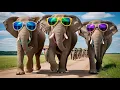 Download Lagu Cool Elephants Walking Like Supermodels 🐘😎 | Best Elephant Video