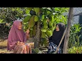 Download Lagu Memetik Cempedak di Kebun | Masak Tumis Cempedak, Nila Goreng, dan Cenil Singkong