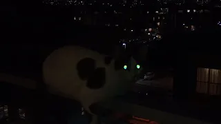 חתול עם עיניים זוהרות 