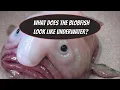 THIS IS WHAT THE BLOBFISH LOOKS LIKE UNDERWATER