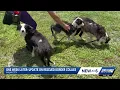 Border Collies saved from hoarding will soon be available for adoption