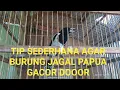 TIP SEDERHANA AGAR BURUNG JAGAL PAPUA GACOR