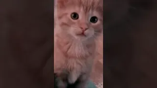 هيصة هيصه قولوا معايا قطتي اللطيفة  هيصة هيصه قولوا معايا قطتي اللطيفة