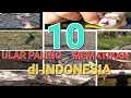 NGERI!!! 10 ULAR BERBISA PALING MEMATIKAN DI INDONESIA