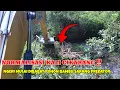 Download Lagu NGERI MULAI DI BABAT POHON BAMBU SARANG PREDATOR โผ๏ธ NORMALISASI KALI CIKARANG MP3
