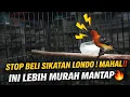 Lagu BUAT APA BELI SIKATAN LONDO‼️ MAHAL BURUNG INI AJA‼️ MURAH TAPI MANTAP 🔥🔥