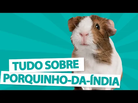 Download MP3 TUDO SOBRE PORQUINHO-DA-INDIA - Guia da espécie 🐹