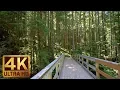 Download Lagu 4K UHD Virtual Hike in the Forest - Middle Fork Trail, Snoqualmie | Part 2 - 3.5 HRS Piano Music