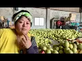 Download Lagu Sibuk per jeruk bali ‼️ Luckyto Yaman Channel sedang live sekarang!