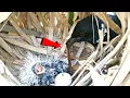 Download Lagu Greater coucal bird picking something from the nest @onlybirds107