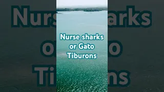 Nurse sharks or Gato Tiburons at Archipelago Las Perlas, Panama, Pacific ocean, not dangerous