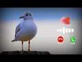 Download Lagu Suara Burung | Notifikasi Pesan | Nada Dering SMS MP3 | Nada Dering Suara Burung