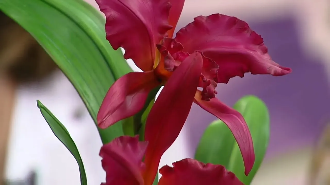 MULHER.COM 12/04/2016 ORQUÍDEA CATTLEYA EM BISCUIT ALESSANDRA ASSI PT2