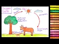 How to draw Oxygen Cycle easy Carbon Cycle drawing for students