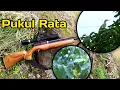 Download Lagu Hunting Perkutuk, Punai dan burung sawah. edisi teplok teplok. 😬 @177Hunter  #hunting