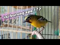 Download Lagu Burung apa ini? Mirip Cipoh tapi bukan Cipoh MP3