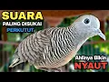 Download Lagu Perkutut Lokal Gacor Suara Besar Pancingan Burung Perkutut Agar Cepat Bunyi.
