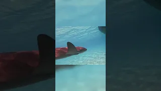 Epic Nurse Shark Frenzy: Staniel Cay locals!