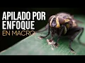 APILADO DE FOTOS MACRO MAXIMA NITIDEZ y Photoshop y Zerene Stacker edicion y focus stacking