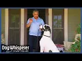 Cesar Millan Tames Giant Out-of-Control Great Dane Full Episode Dog Whisperer with Cesar Millan