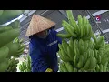 Lagu Vietnam becomes top banana exporter to China