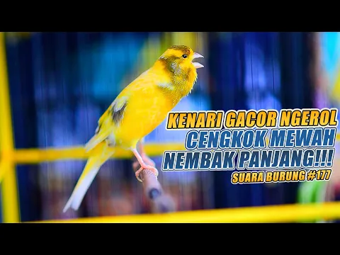 Download MP3 SUARA BURUNG |177| Kenari GACOR PANJANG INI Cocok untuk Masteran KENARI PAUD dan Kenari Macet BUNYI