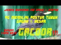 Download Lagu Burung ciung batu gacor, jenis burung yg unik \u0026 antik