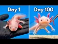I Saved the Saddest Axolotl on Facebook Marketplace it was bad