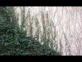 Download Lagu Bones \u0026 Dylan Ross- The Ivy