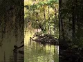 Download Lagu Black Swan on the Lake 🌿🦢✨