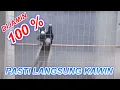 Download Lagu LANGSUNG KAWIN BURUNG ANDA DIJAMIN 100% CUSS  #muraibatugacor