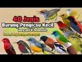 Download Lagu 40 Jenis Burung Kecil ‼️ Nama, wilayah penyebaran, dan suara kicauannya. Jenis burung kecil