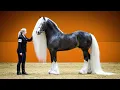 25 Most Beautiful Horses on Planet Earth - Meet the World s Most Stunning Horse Breeds