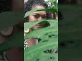 Tanoa Hawaii Fua Elei Collection