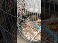 Download Lagu BURUNG CUCAK JENGGOT DI JUAL MURAH DI PASAR BURUNG 16 ILIR PALEMBANG