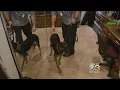 Drug-Sniffing Dogs For Hire