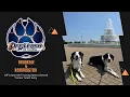 5yo Border mix Brooksie Remington Amazing Obedience