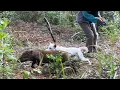 Download Lagu MOMEN !!!  BABI HUTAN BERADU KEPALA DENGAN ANJING PUTIH  || BERBURU DI UJUANG TANAH |SOLOK