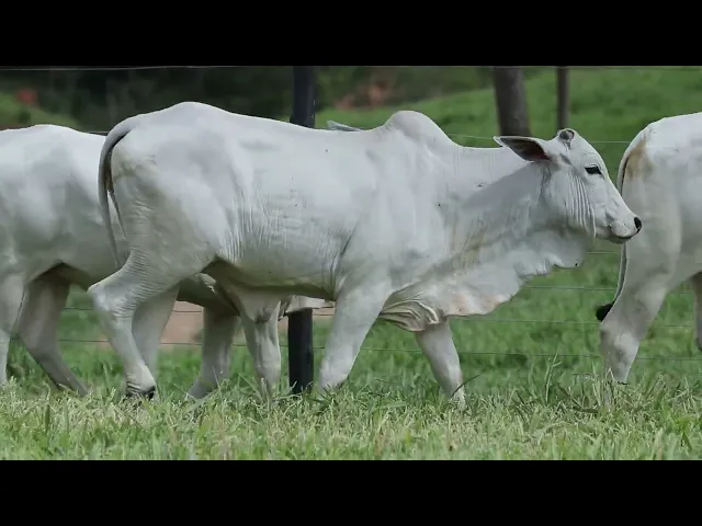 4 Bezerras Nelore P.O.