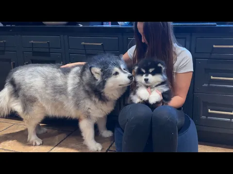 Download MP3 Malamute Meets New Puppy For The First Time! (Cutest Ever!!)