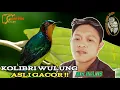 Download Lagu Masteran Burung Kolibri Wulung Gacor||Pemilik Murai Batu Patrick by Mr Najib