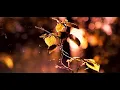 Sensitize - Shinrin-Yoku (森林浴)