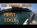 Virginia Beach Tautog Fishing 2026 Nonstop Tog Bite First Trip Back