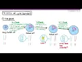5-4 A detailed look at the Mitotic Cell Cycle Cambridge AS A Level Biology 9700
