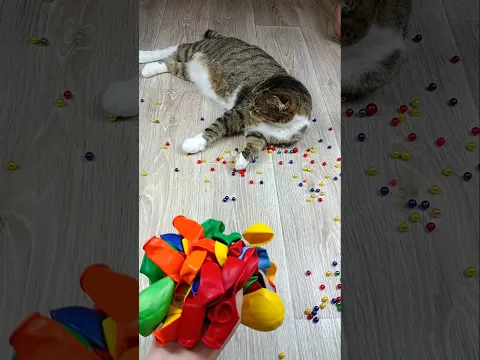 Cat Barsik 🌈 Beads 🎈 Reverse video #asatisfyingvideofamily #cat #reverse