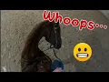 I was NOT supposed to ride this horse GoPro lesson vlog