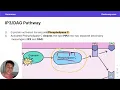 Hormones Overview for the DAT Biology DAT Bootcamp