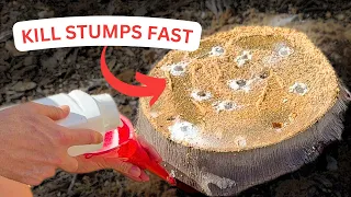 How to Kill a Tree Stump FAST with Stump Remover No Grinder Needed DIY Potassium Nitrate